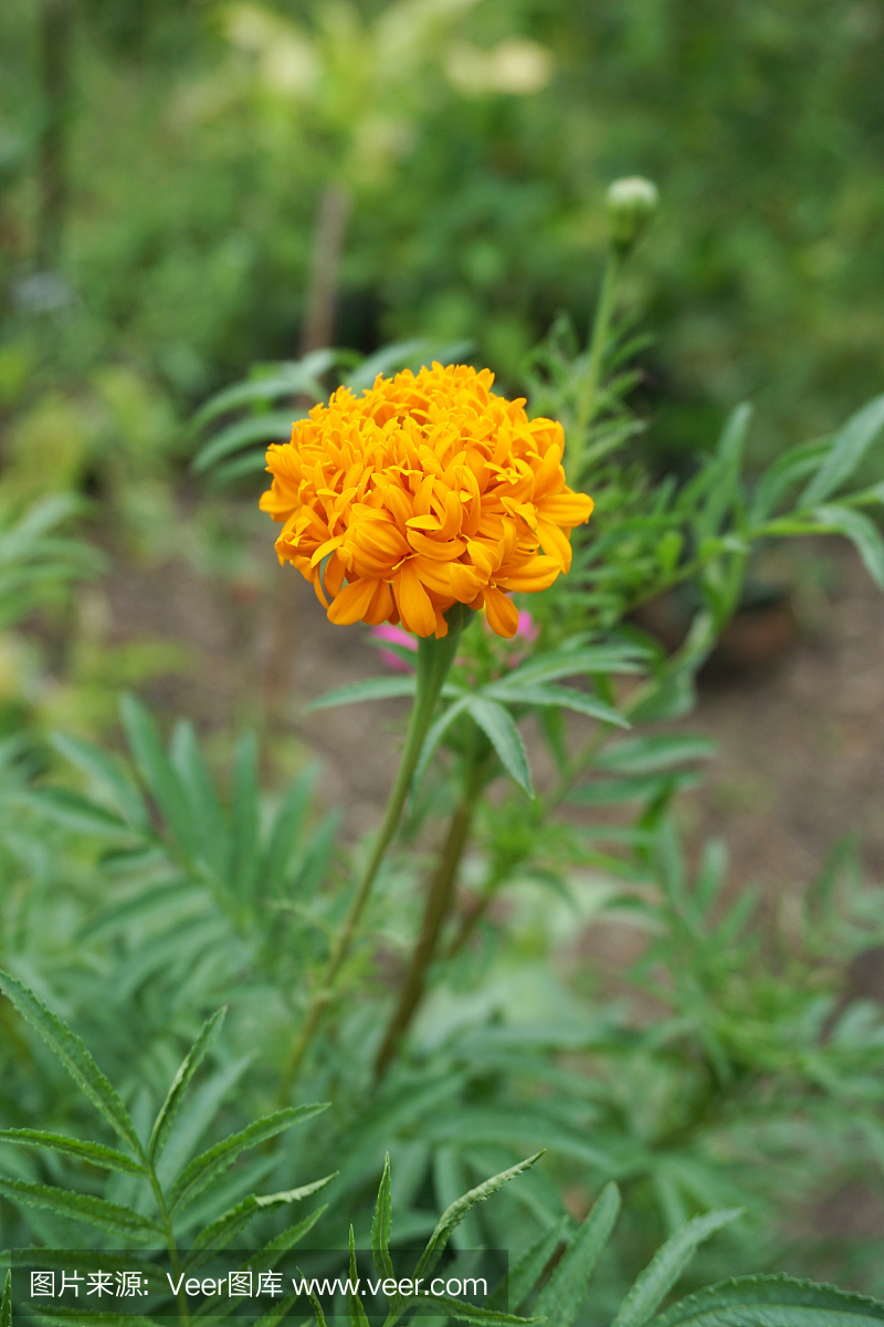 黃萬壽菊花