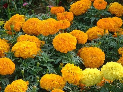 【認準佳越888!】萬壽菊供應商 萬壽菊種植 萬壽菊價格圖片|【認準佳越888!】萬壽菊供應商 萬壽菊種植 萬壽菊價格產品圖片由青州市佳越花卉苗木種植專業合作社公司生產提供-