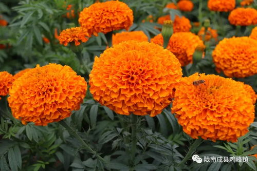 萬壽菊迎豐收季是怎么回事,關(guān)于萬壽菊迎豐收季開花嗎的新消息 多特軟件資訊