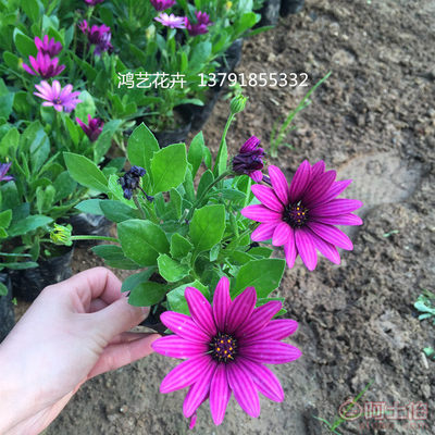 【多年生草花盆栽南非萬壽菊山東草花基地大量批發(fā)南非萬壽菊】 - 產(chǎn)品庫 - 青州市鴻藝花卉苗木專業(yè)合作社