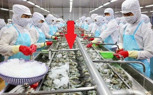 這種越南產(chǎn)品出口到100個(gè)國家,產(chǎn)量超過100萬噸,收入超過34億美元