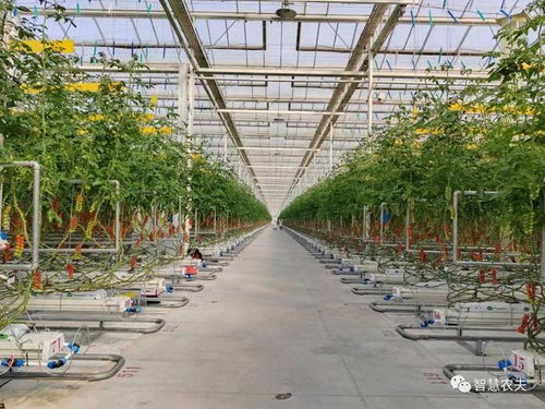 揭秘北京翠湖智慧農(nóng)場,探秘番茄工廠化種植
