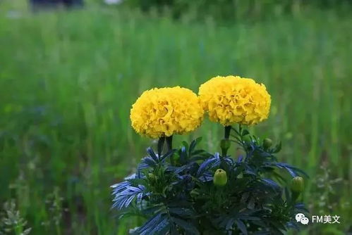 團(tuán)花錦簇,萬壽菊