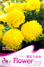 【長壽花種子】最新最全長壽花種子 產(chǎn)品參考信息