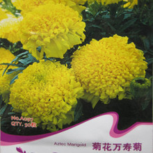【明黃萬壽菊種子】最新最全明黃萬壽菊種子 產(chǎn)品參考信息