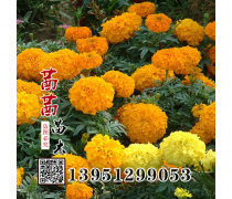萬壽菊種子產(chǎn)品庫