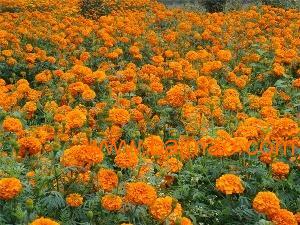 包頭萬壽菊苗木/花畔農業(yè)供/包頭萬壽菊種,包頭萬壽菊苗木/花畔農業(yè)供/包頭萬壽菊種生產廠家,包頭萬壽菊苗木/花畔農業(yè)供/包頭萬壽菊種價格 - 百貿網