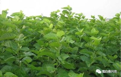 蛋白桑:果桑產業(yè)化發(fā)展探討