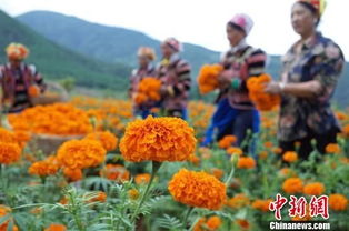 涼山德昌萬畝萬壽菊獲豐收